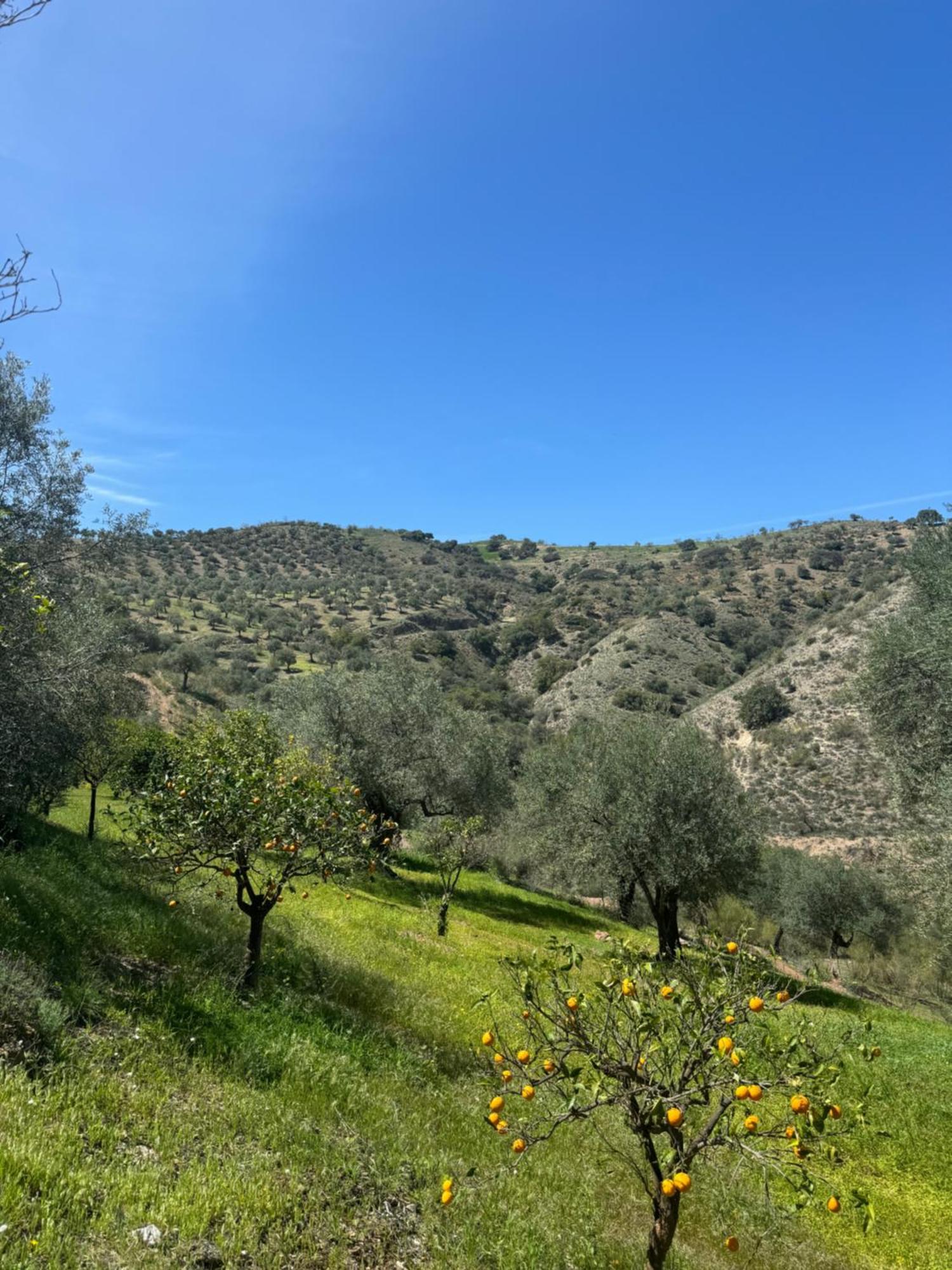 Santa Teresa Bed & Breakfast Andalusien 匹扎拉 外观 照片